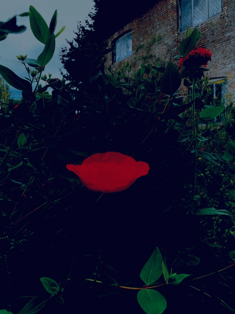 © Claudia Maria Chiappini