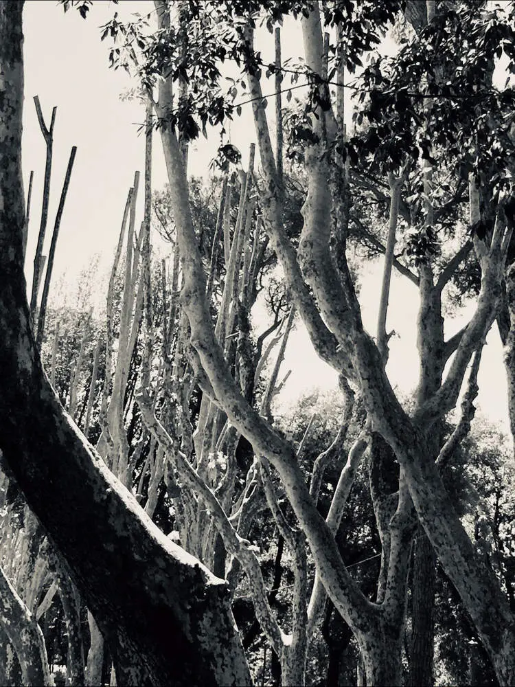 © Claudia Maria Chiappini